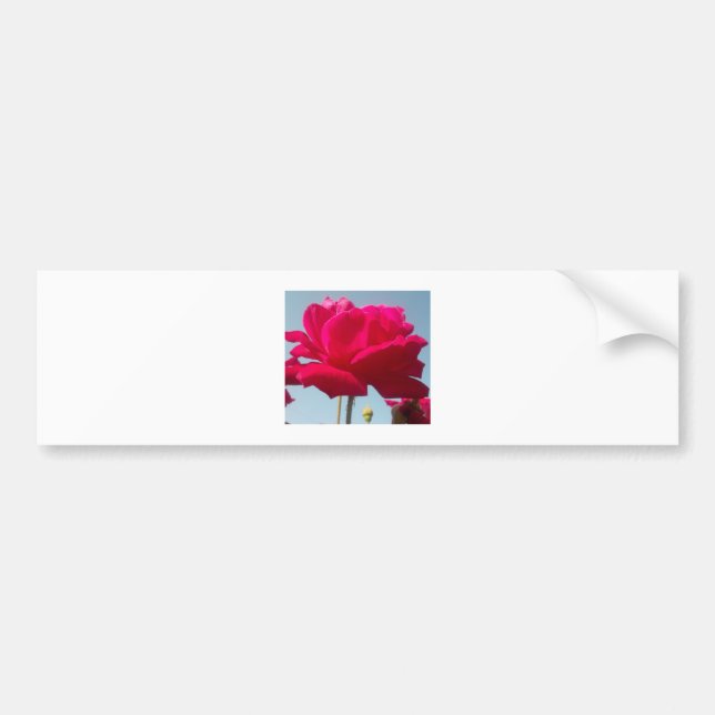 Autocollant De Voiture Belle belle Rose céleste rouge contre bleu (Devant)