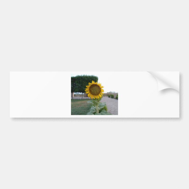 Autocollant De Voiture Belle Tournesol Superbe (Devant)
