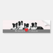 Bordure Collie Love