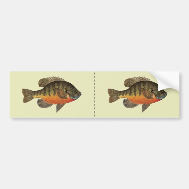 Autocollant De Voiture Brise de Bluegill (Devant)