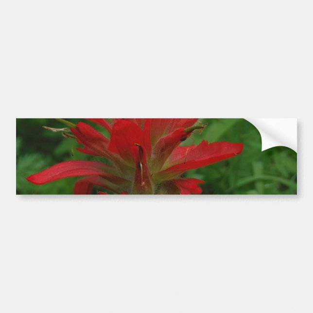 Autocollant De Voiture Brosse à peinture indienne (Devant)