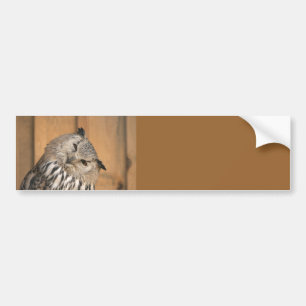 Autocollant De Voiture Bubo bubo sibiricus