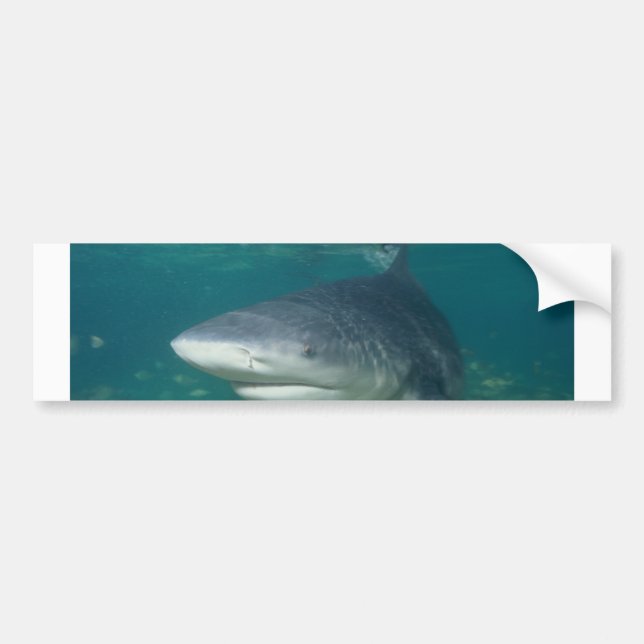 Autocollant De Voiture Bullshark (Devant)
