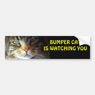 Autocollant De Voiture Bumper Cat vous regarde 4