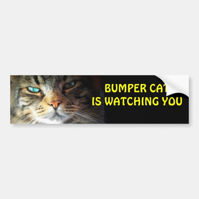 Autocollant De Voiture Bumper Cat vous regarde 4 (Devant)