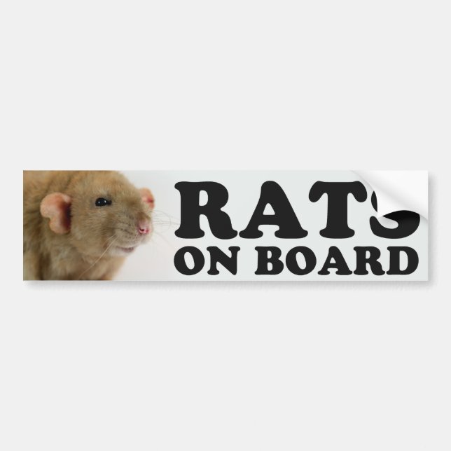Autocollant De Voiture (Burmese) Rats on board (Devant)