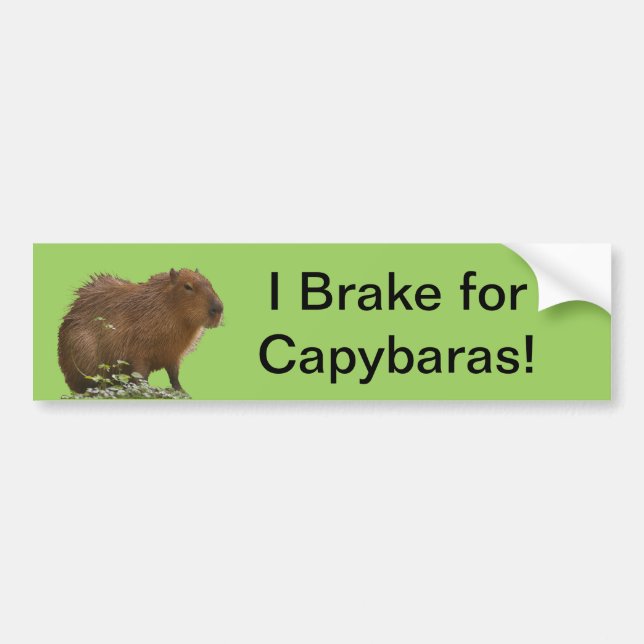 Autocollant De Voiture Capybara (Devant)