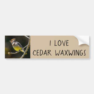 Autocollant De Voiture Cèdre cire Songbird Photo originale Oiseau sauvage
