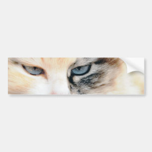Autocollant De Voiture Chat