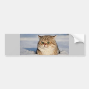 Autocollant De Voiture chats_et_neige7
