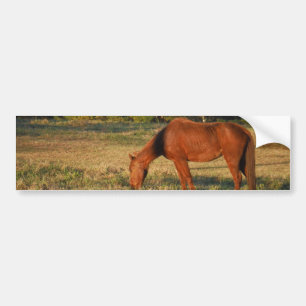 Autocollant De Voiture Cheval Brown aux pins