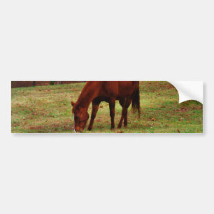 Autocollant De Voiture Cheval Brown avec nez blanc au bord des bois