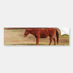 Autocollant De Voiture Cheval Brown dans un champ d'herbe