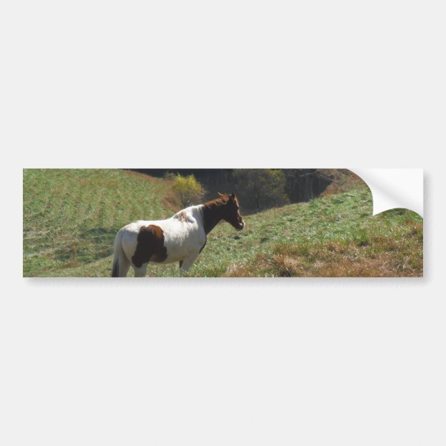 Autocollant De Voiture Cheval Brown et blanc à l'étang d'automne (Devant)