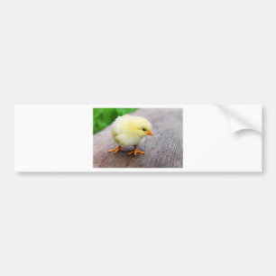 Autocollant De Voiture Chick de Pâques