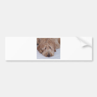 Autocollant De Voiture Chien triste, seul, adorable, et mignon de