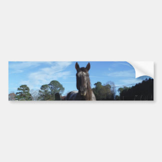 Autocollant De Voiture Chocolat au lait Cheval Brown en bleu