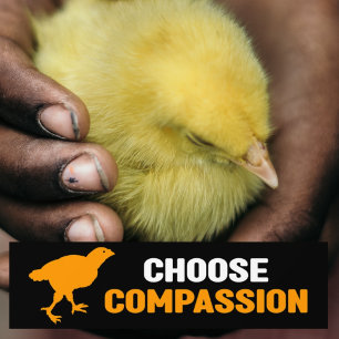 Autocollant De Voiture Choisissez Compassion, végétarien activisme