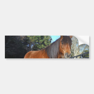 Autocollant De Voiture Ciel turquoise de poney Brown