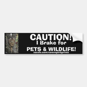Autocollant De Voiture Collection de chevalets pare-chocs TABBY KITTEN