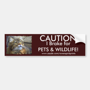 Autocollant De Voiture Collection de chevalets pare-chocs TABBY KITTEN