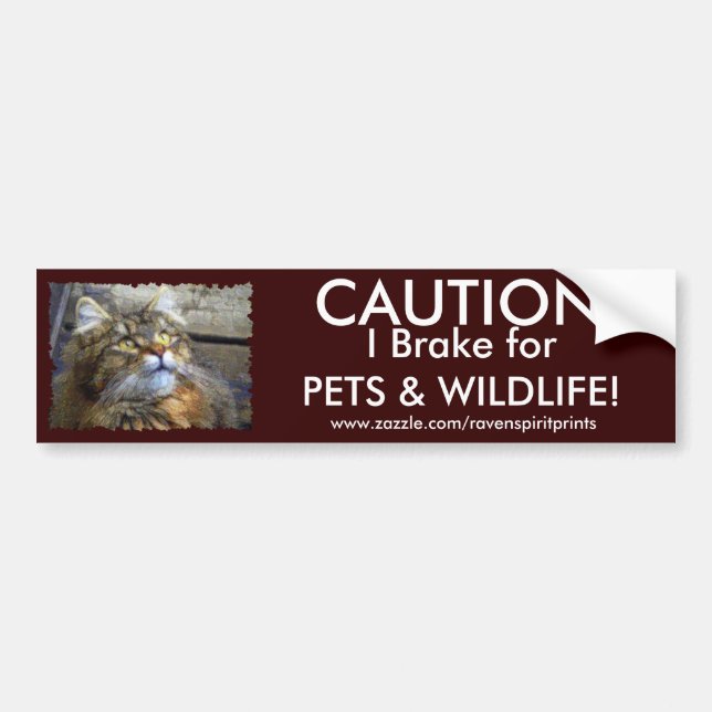 Autocollant De Voiture Collection de chevalets pare-chocs TABBY KITTEN (Devant)
