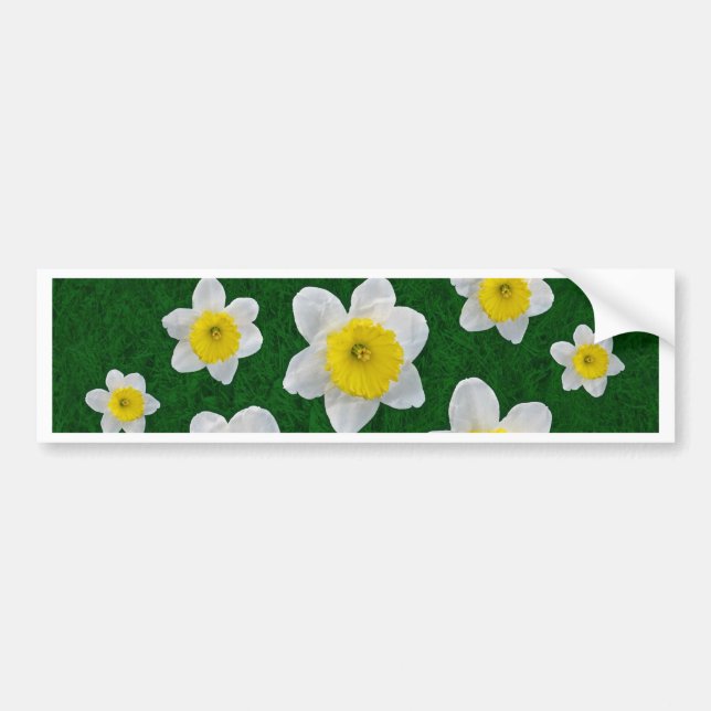 Autocollant De Voiture Daffodiques de printemps (Devant)