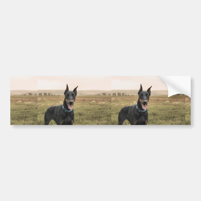 Autocollant De Voiture Doberman Pinscher En Champ (Devant)