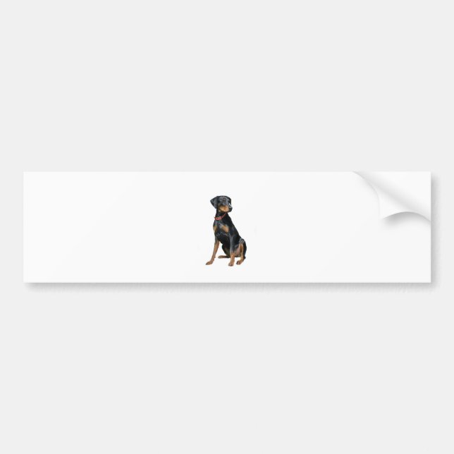 Autocollant De Voiture Doberman Pinscher (naturel) (Devant)
