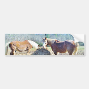 Autocollant De Voiture Ébauche secourue Chevaux mangeant foin