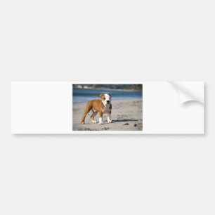 Autocollant De Voiture english bulldog puppy on the beach