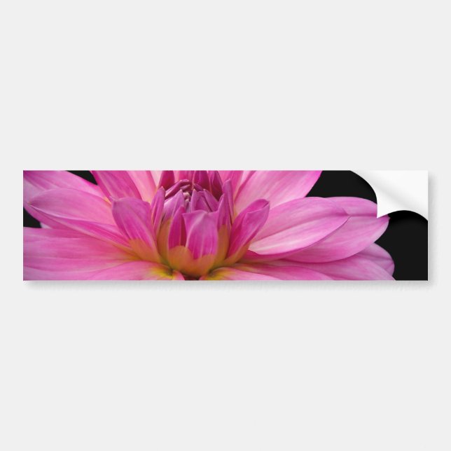 Autocollant De Voiture Figurine de dahlia (Devant)