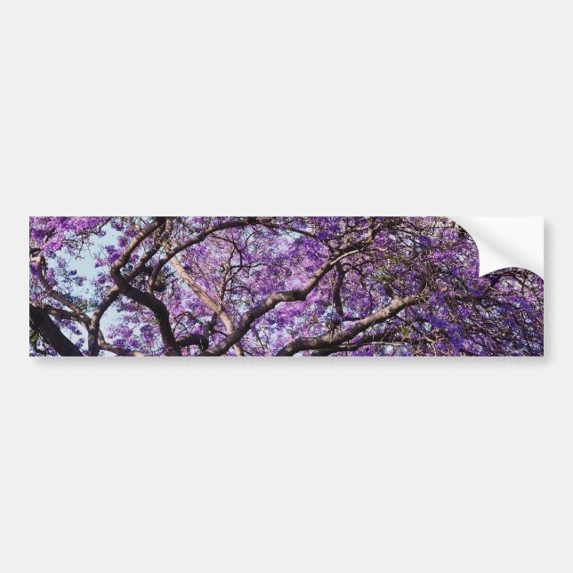 Autocollant De Voiture Fleurs de fleur d'arbre de Jacaranda au printemps (Devant)