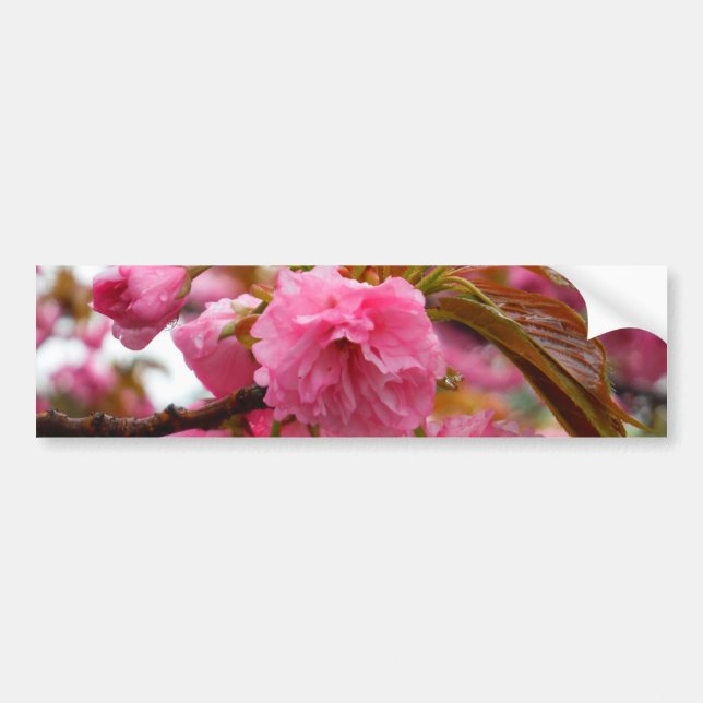 Autocollant De Voiture Fleurs de fleurs de cerisier rose chaud (Devant)