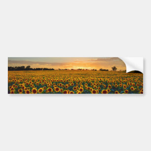 Autocollant De Voiture Fleurs de soleil au coucher du soleil