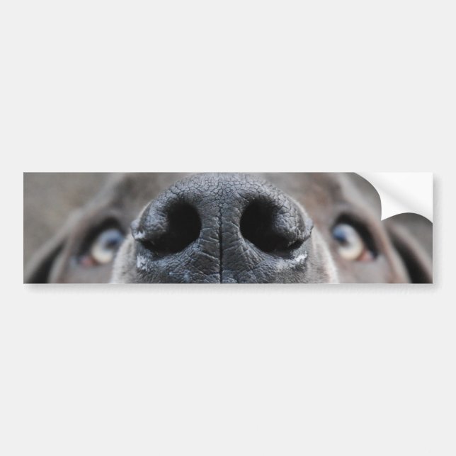 Autocollant De Voiture Grand Nez Visage Danse (Devant)