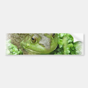 Autocollant De Voiture Grenouille sur l'autocollant de marais