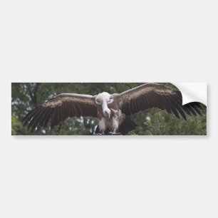 Autocollant De Voiture Gyps le fulvus