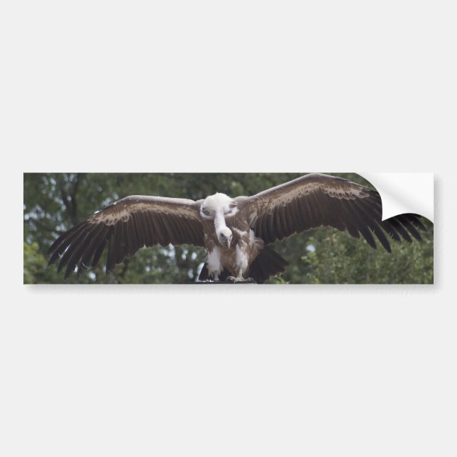 Autocollant De Voiture Gyps le fulvus (Devant)