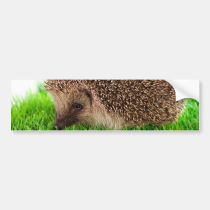 Autocollant De Voiture hedgehog