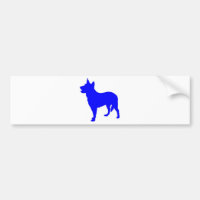 Heeler bleu australien