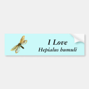 Autocollant De Voiture Hepialus humuli femelle - Fosse fantôme ou Fantôme