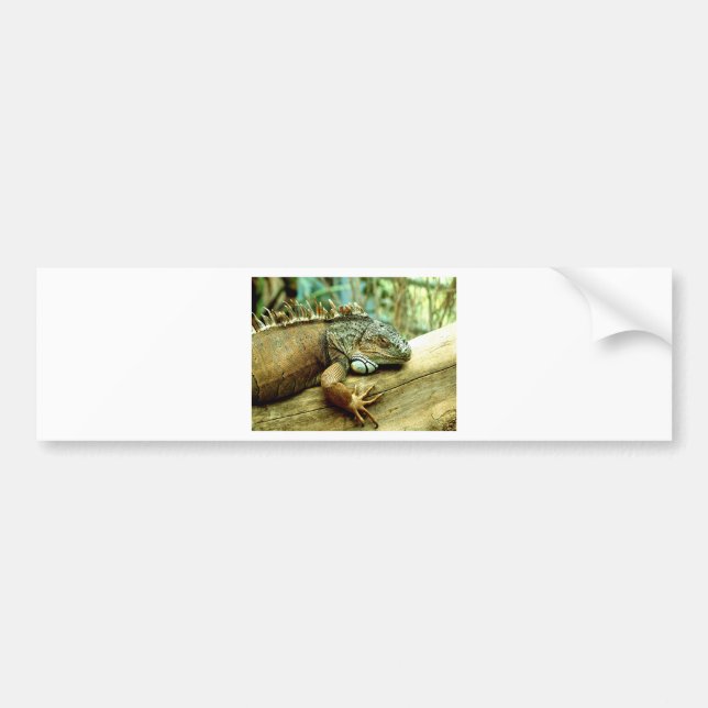Autocollant De Voiture Iguane (Devant)