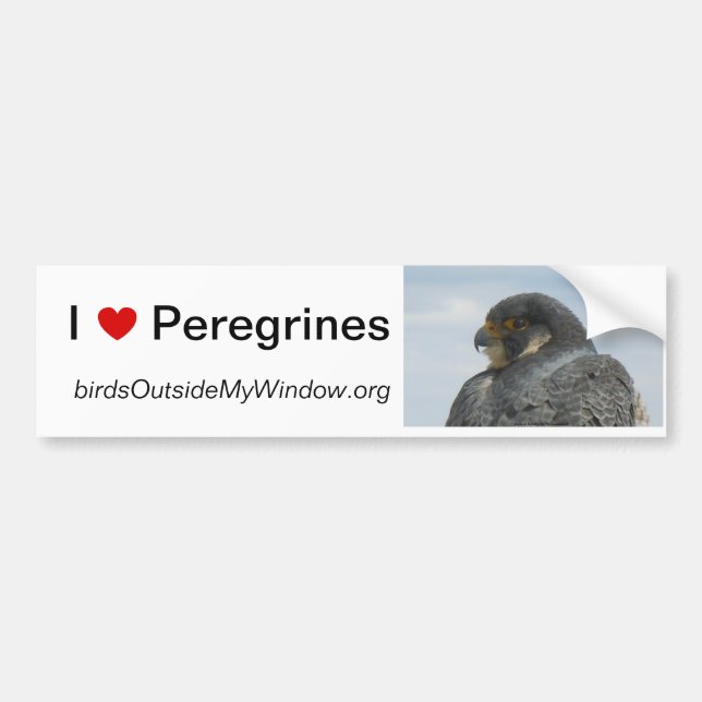 Autocollant De Voiture J'aime des Peregrines Pittsburgh (Devant)
