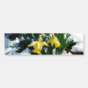 Autocollant De Voiture Jaune Daffodils fleurs dans la neige