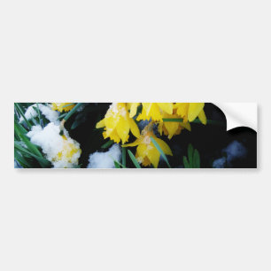 Autocollant De Voiture Jaune Daffodils fleurs dans la neige