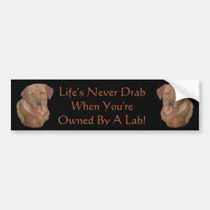 Autocollant De Voiture jaune labrador reteiver chien portrait slogan amus