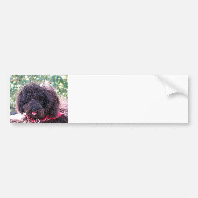 Autocollant De Voiture Jouet Poodle Noir (Devant)