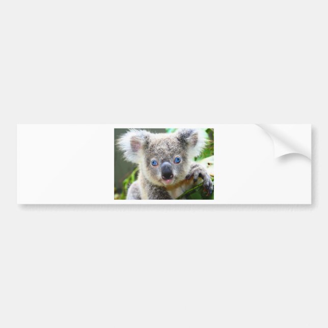 Autocollant De Voiture Koala Bears (Devant)