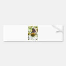 L'amiral papillon sur la fleur